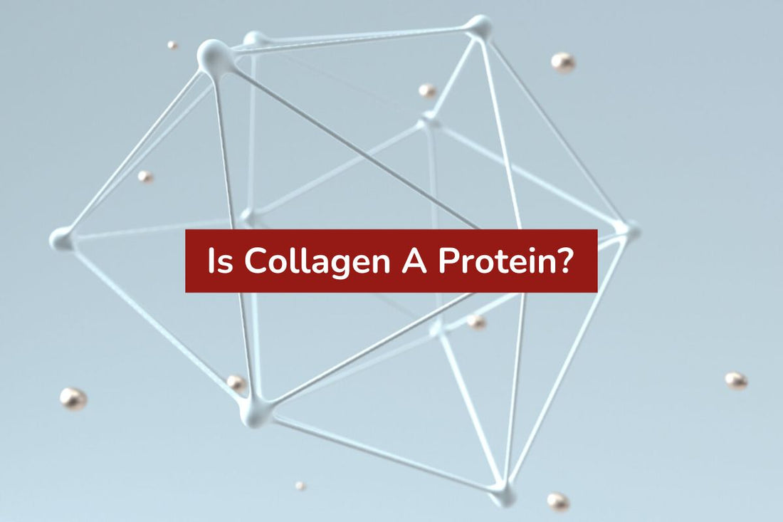 Is Collagen A Protein?